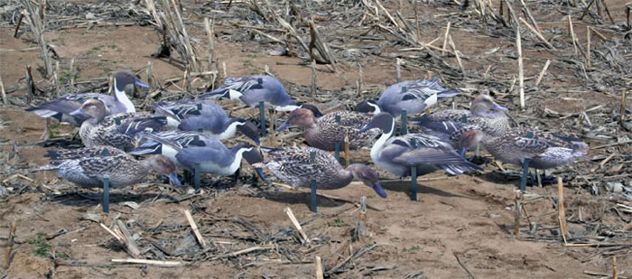 Набор подсадных уток REAL GEESE Мод. PRO SERIES II EXTREME PINTAILS для охоты в Алматы, Казахстан