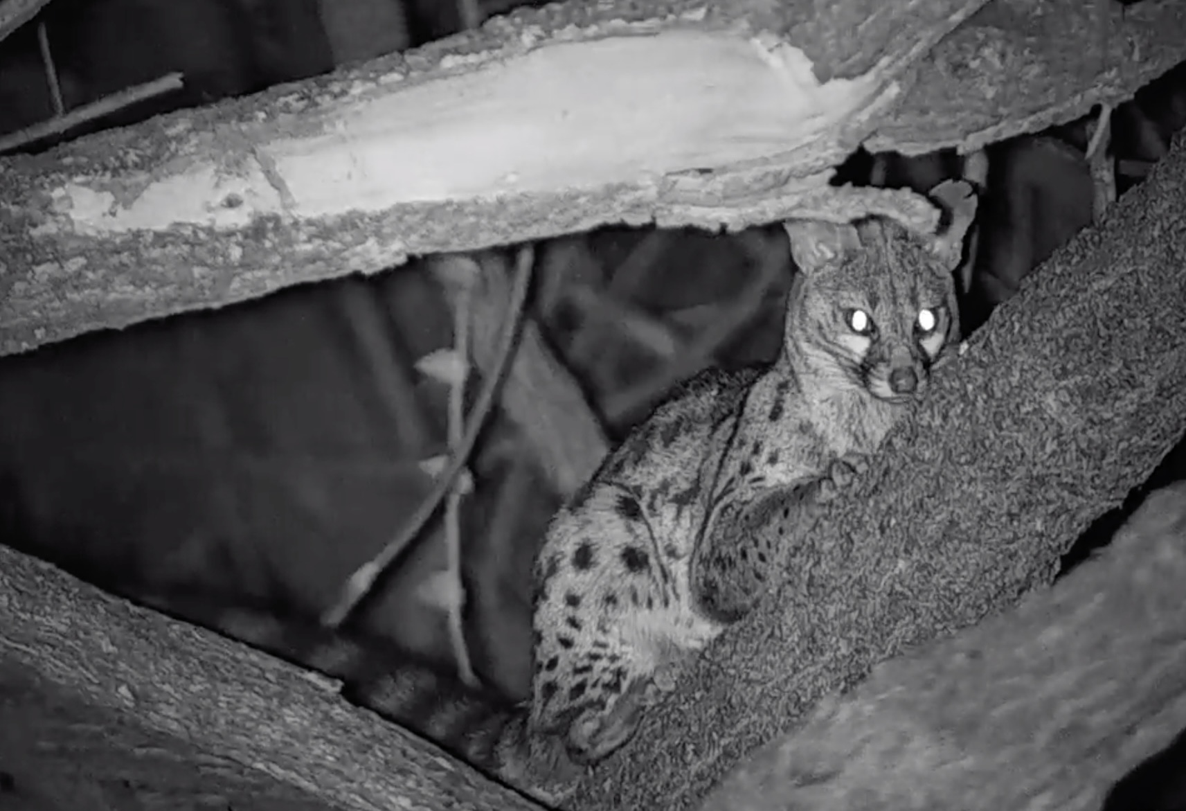 Приборы ночного видения