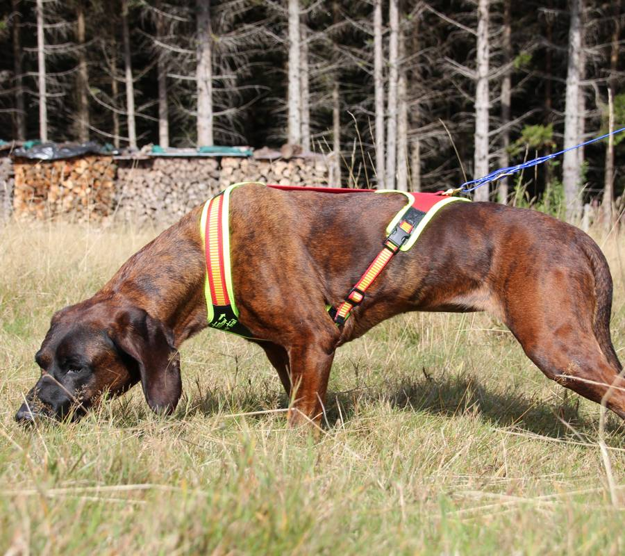 Аксессуары для собак