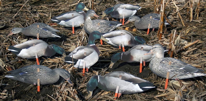 Набор подсадных уток REAL GEESE Мод. PRO SERIES II EXTREME MALLARDS для охоты в Алматы, Казахстан