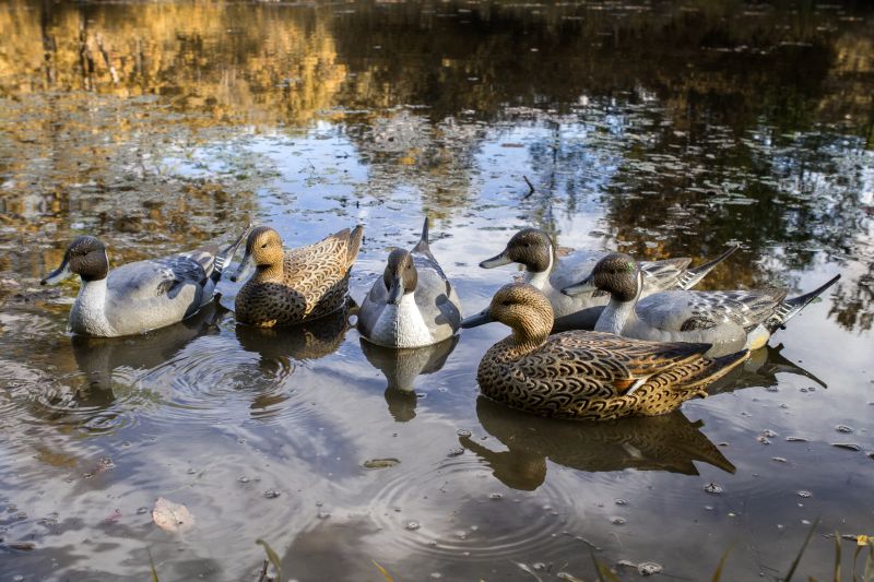 Набор подсадных уток  FLAMBEAU Мод. CLASSIC PINTAIL NEW для охоты в Алматы, Казахстан