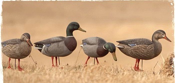 Набор подсадных уток FA Мод. GUNNER HD MALLARD FEEDERS для охоты в Алматы, Казахстан